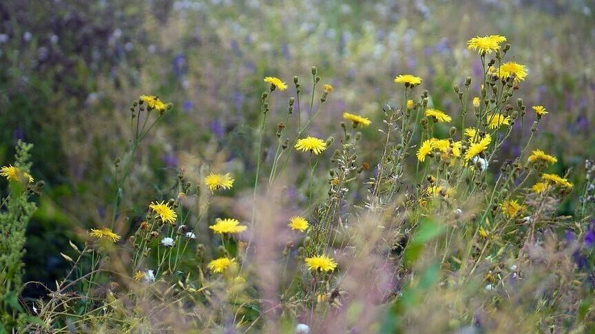 wild-herbs-1534531_960_720|Ambrosia_artemisiifolia